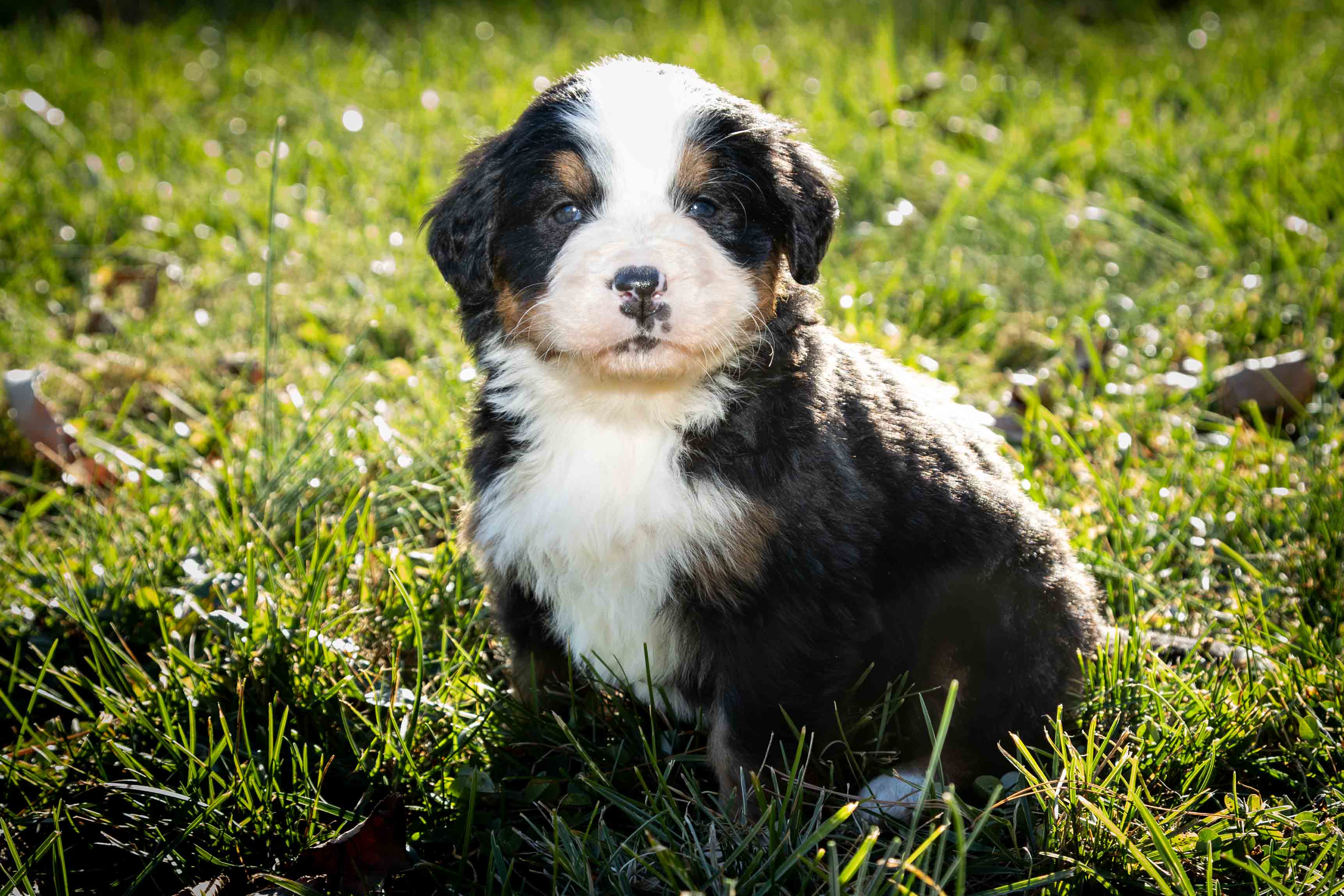 puppy, for, sale, Bernese Mountain Dog, Emanuel  Glick, dog, breeder, Bird-In-Hand, PA, dog-breeder, puppy-for-sale, forsale, nearby, find, puppyfind, locator, puppylocator, aca